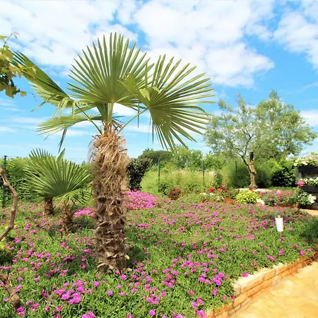 Holiday House Lili * Novigrad Istria